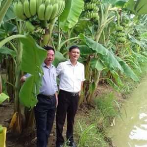 Giống Cây Chuối Tây Thái Lan
