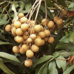 Giống Cây Nhãn Thái IDO