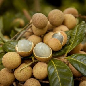 Giống Cây Nhãn Lồng