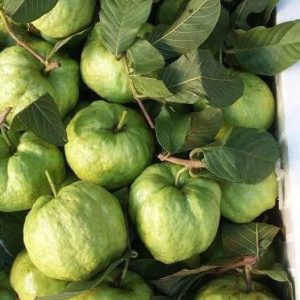 Giống Cây Ổi Không Hạt