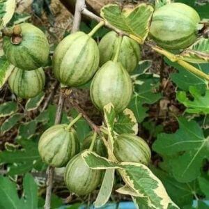 Giống Cây Ổi Cẩm Thạch