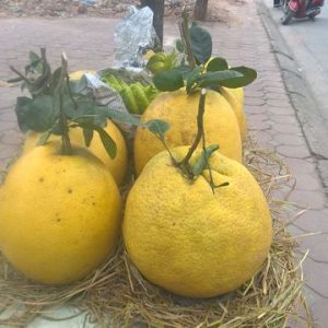 Bưởi Kì Đà