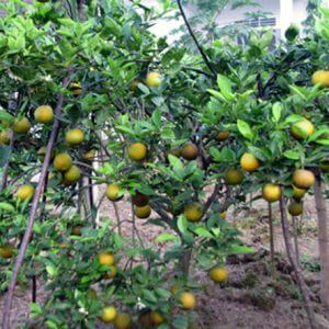 Cây giống Cam Xã Đoài