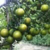 Cây cam xoàn