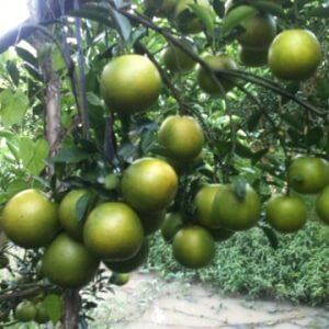 Cây cam xoàn