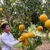 Bưởi Diễn