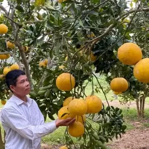 Bưởi Diễn