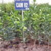 Cây cam V2