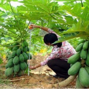 Giống Cây Đu Đủ Đài Loan