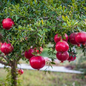 Giống Cây Lựu Đỏ Ai Cập