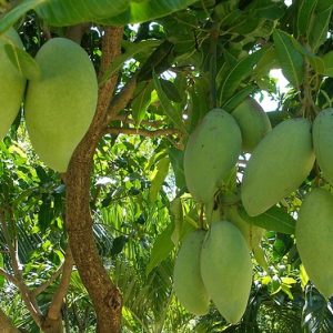 Giống Cây Xoài Tượng