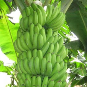 Giống Cây Chuối Tiêu Hồng