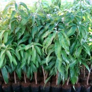 Giống Cây Xoài Thái Lan
