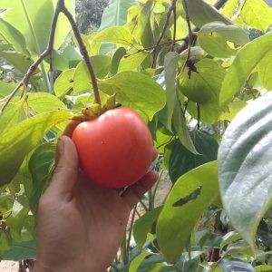 Giống Cây Hồng Đỏ