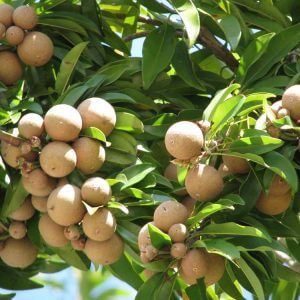 Giống Cây Hồng Xiêm Giòn