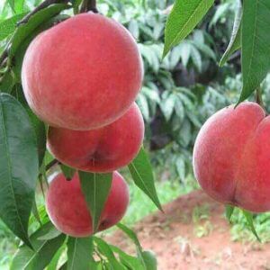 Giống Cây Đào Tiên