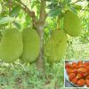 Mít Ruột Đỏ