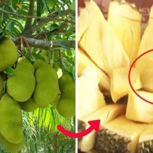 MÍT KHÔNG HẠT