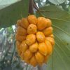 Cây Mít Tố Nữ