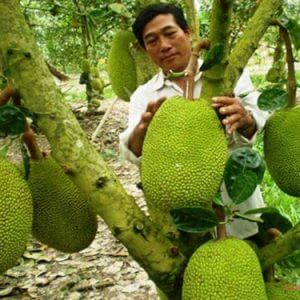Cây Mít Tứ Quý