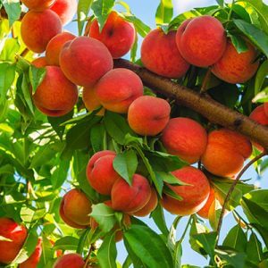Giống Cây Đào Tiên Chịu Nhiệt