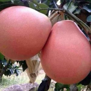 Bưởi Phúc Kiến