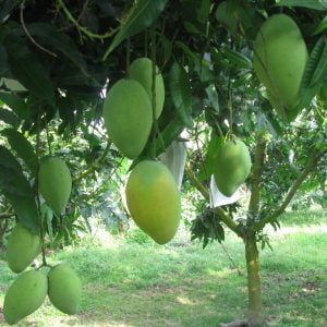 Giống Cây Xoài Tứ Quý