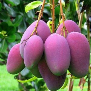 Giống Cây Xoài Tím