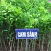 Giống Cây Cam Sành