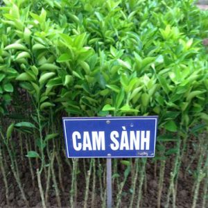 Giống Cây Cam Sành