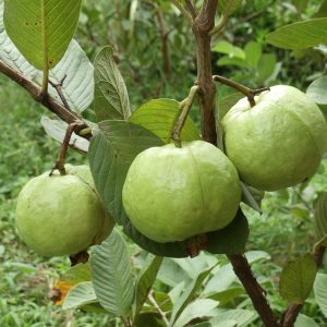Giống Cây Ổi Nữ Hoàng