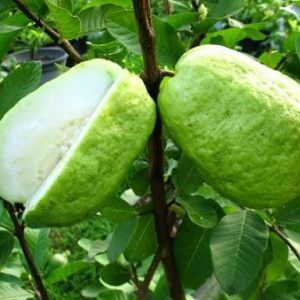 Giống Cây Ổi Lê Đài Loan ( F1 )