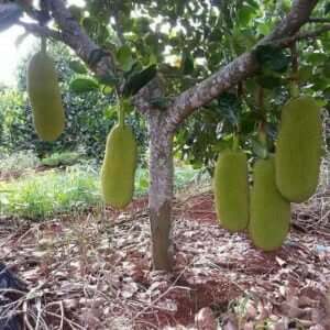 Giống Cây Mít Malai Trái Dài
