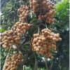 Giống Cây Nhãn Hương Chi