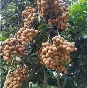 Giống Cây Nhãn Hương Chi
