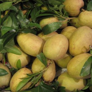 Giống Cây Hồng Xiêm Thanh Hà