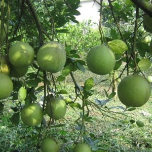 Giống Bưởi Đoan Hùng
