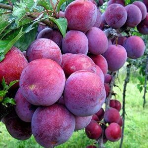 Giống Cây Mận Tam Hoa