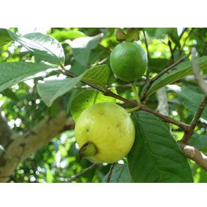Giống Ổi Sẻ