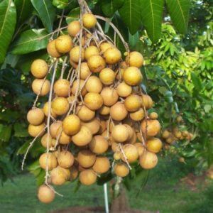 Giống Cây Nhãn Miền Thiết