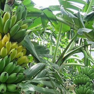 Cây Giống Chuối Ngự – Chuối Tiến Vua