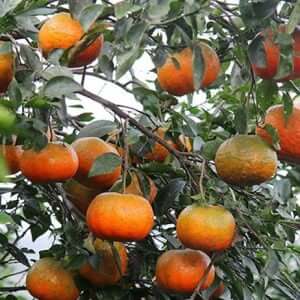 Cây Giống Cam Bù Hà Tĩnh