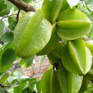 Giống Cây Khế Ngọt Malaysia