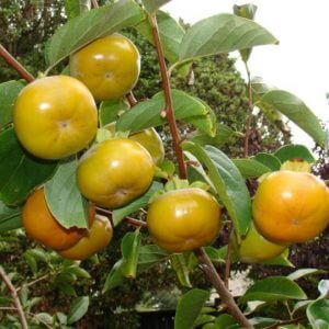 Giống Cây Hồng Giòn