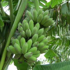 Giống Cây Chuối Sứ