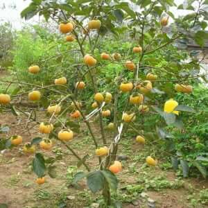 Giống Cây HồngNgâm