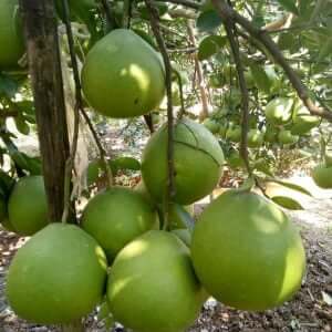 Giống Bưởi Tân Triều