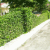 Cây Ắc Ó
