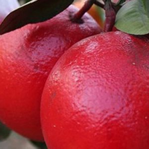 Giống Bưởi Đỏ Luận Văn