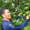 Cây Giống Cam Mật